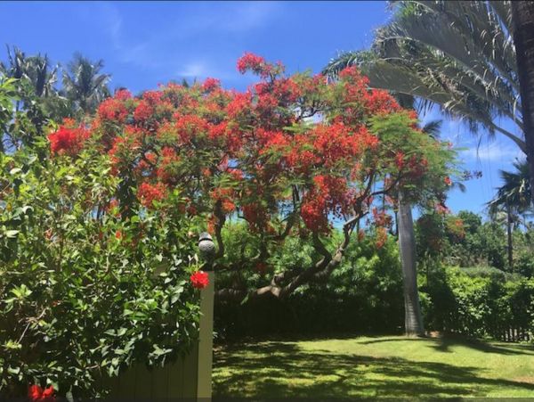 Kohala Coast Home 976004
