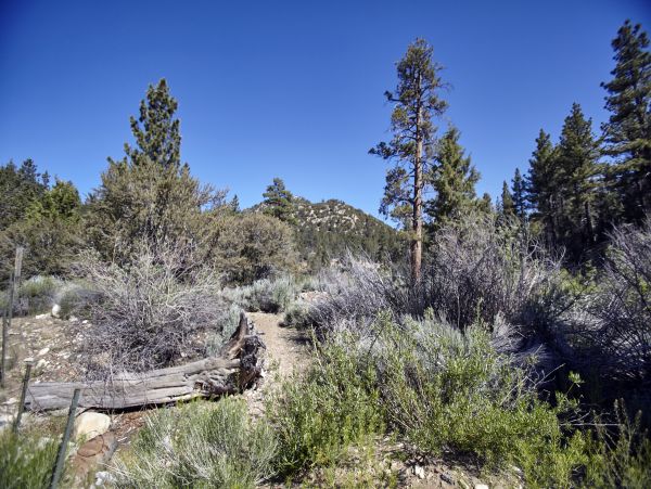 Big Bear Home 976055