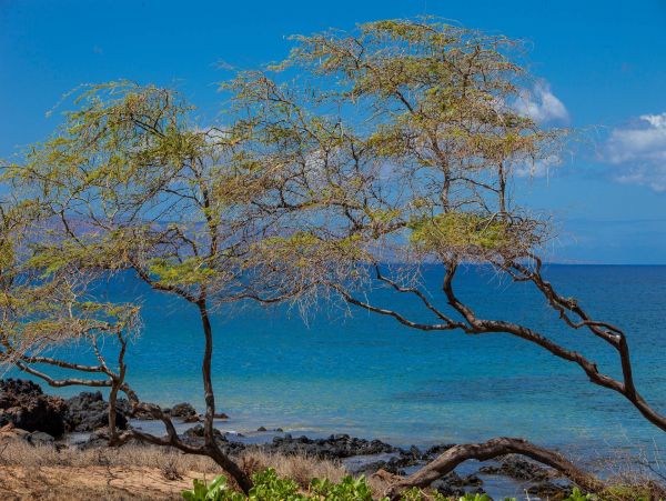 Cozy Vacation Condo in Kihei Sleeps 2 Guests