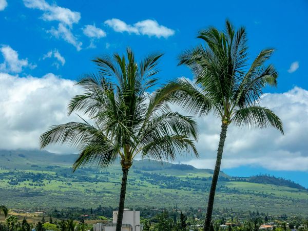 Wailea Condo 976711