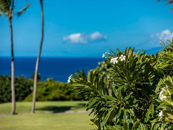 Wailea Condo 976748