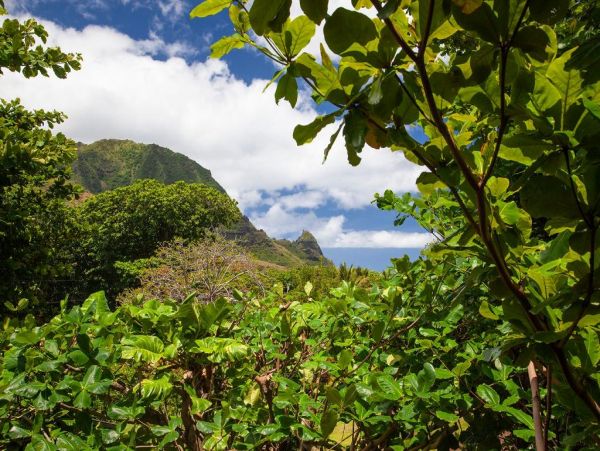 Hanalei Home 977109