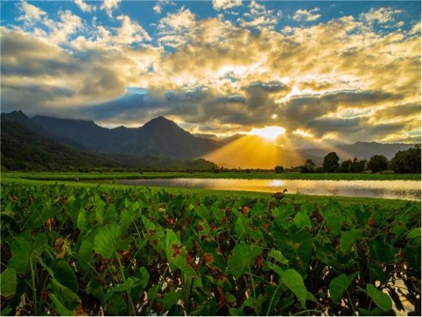 Hanalei Home 977115