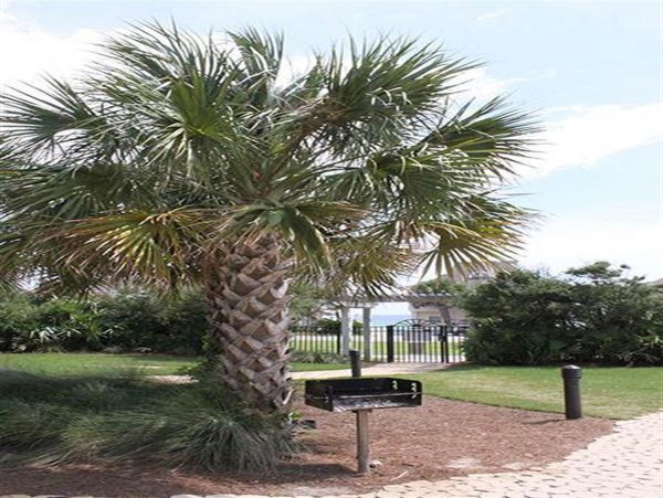 Beaches Of South Walton Condo 977220