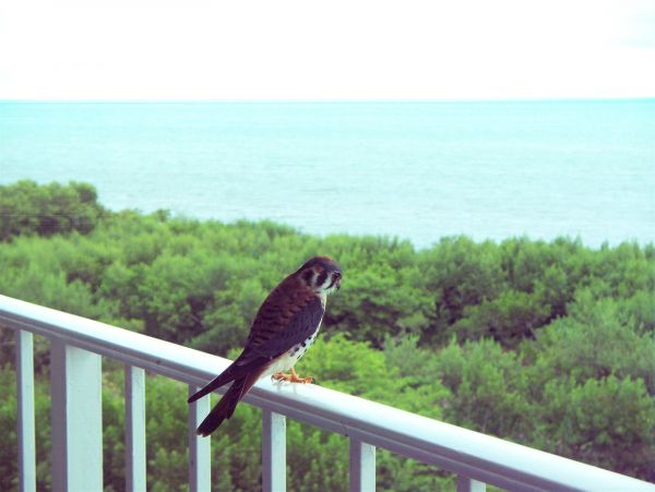 The Florida Keys Condo 977907