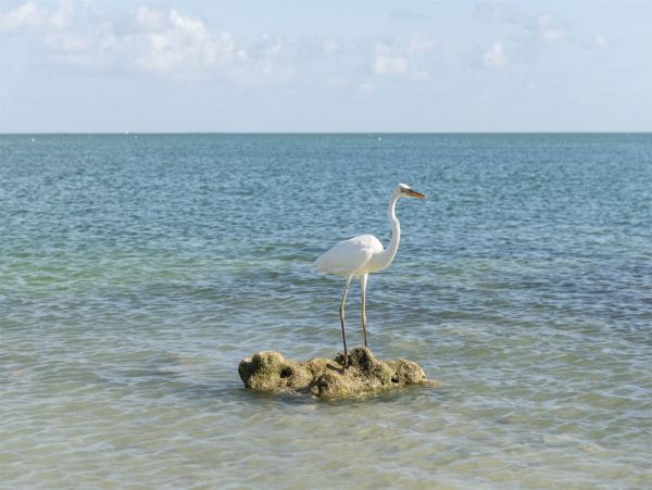 The Florida Keys Condo 977908