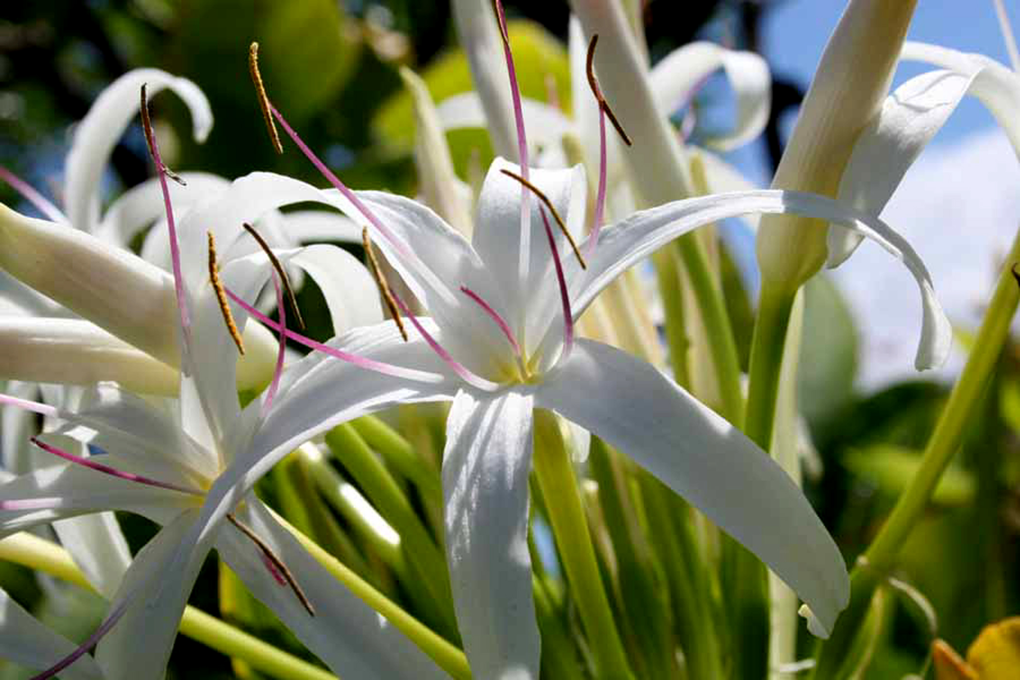 Wailea Condo 978009