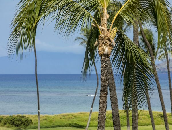Kihei Condo 978020