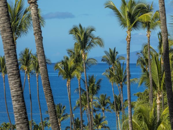 Wailea Condo 978025