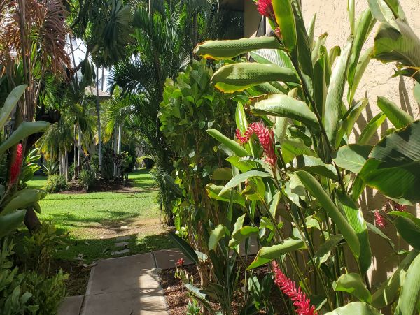 Kihei Condo 978056