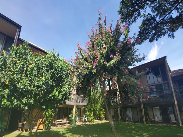 Kihei Condo 978056