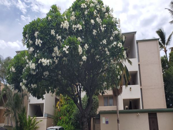 Kihei Condo 978065