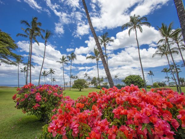 Kihei Condo 978067