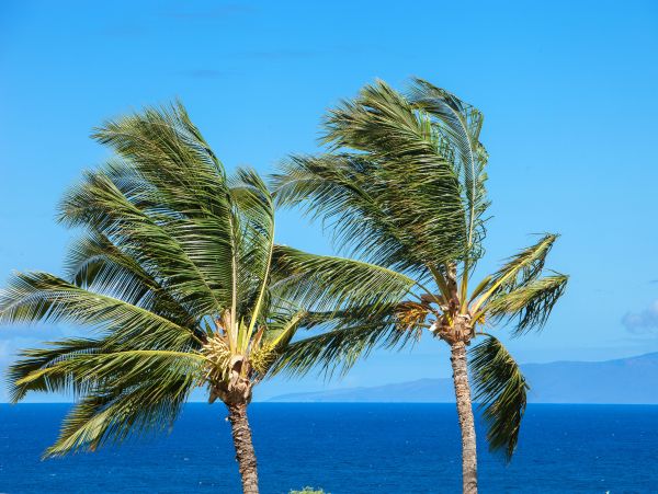 Wailea Condo 978086
