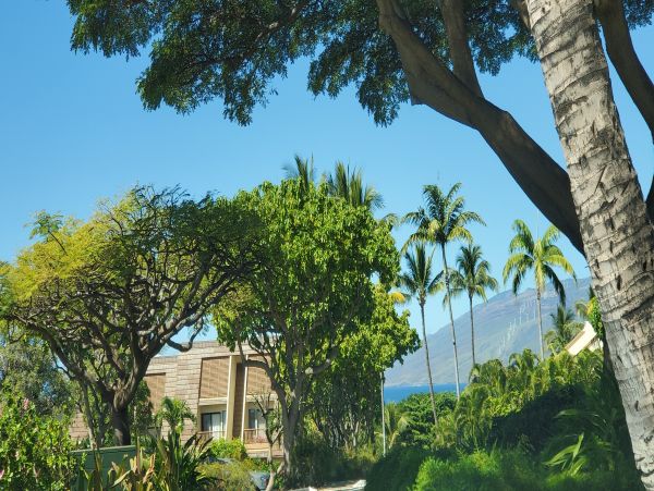 Wailea Condo 978105