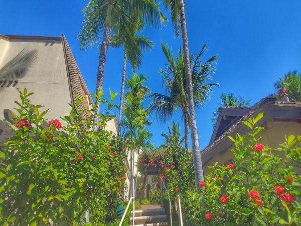 Wailea Condo 978105