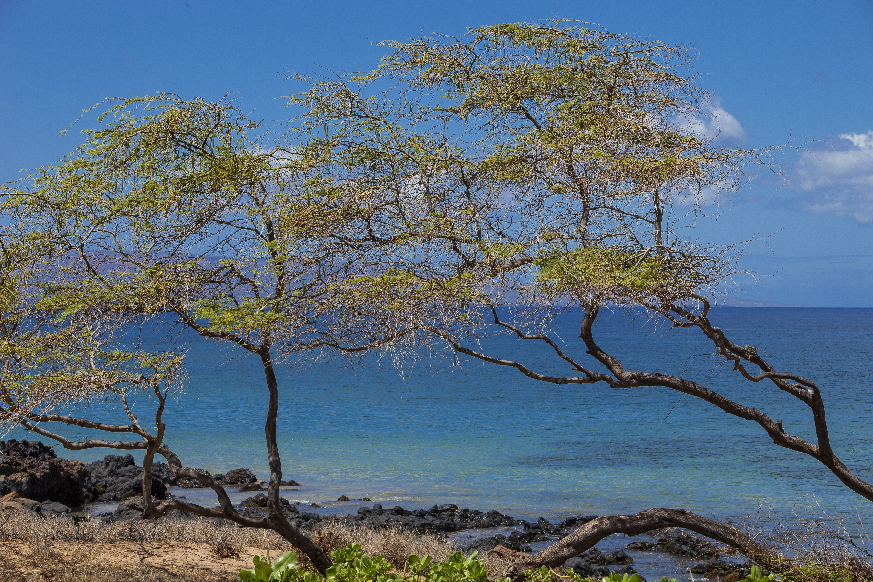 Kihei Rental: Lanai, Pool, Walk to Beaches & Shops