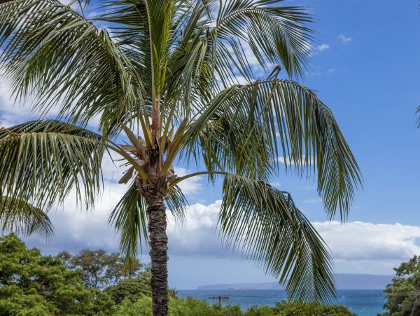 Kihei Condo 978122