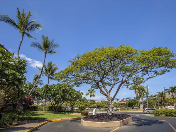 Kihei Condo 978123