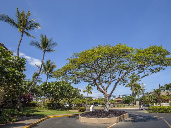 Kihei Condo 978131