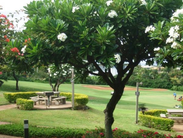 Wailea Condo 978166