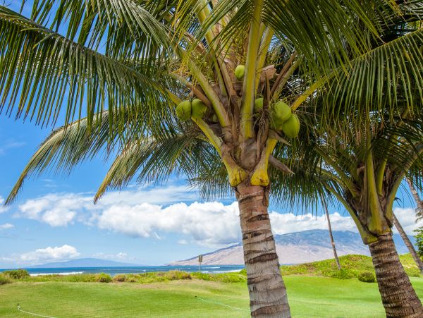 Kihei Condo 978178