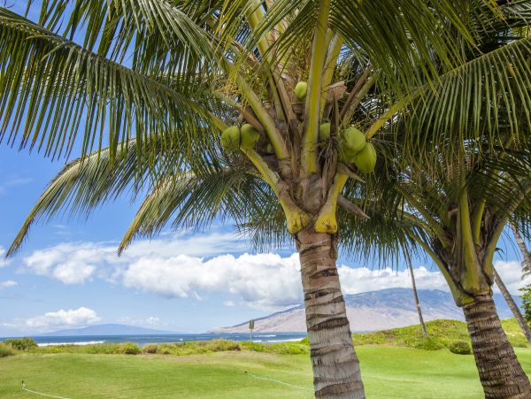 Kihei Condo 978184