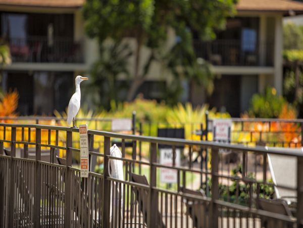 Kihei Condo 978188