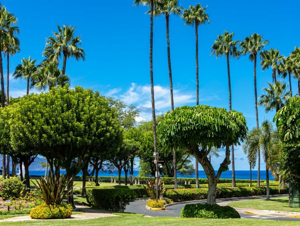Wailea Condo 978211