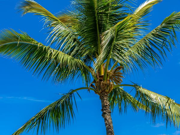 Wailea Condo 978213