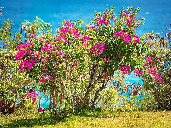 Saint Maarten Saint Martin Home 979219