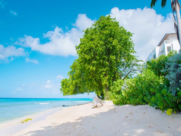 Barbados Home 979354