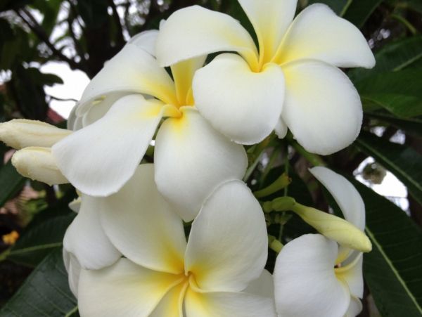 Kahana Condo 980173