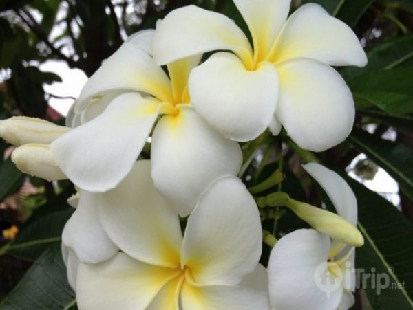 Lahaina Condo 980183