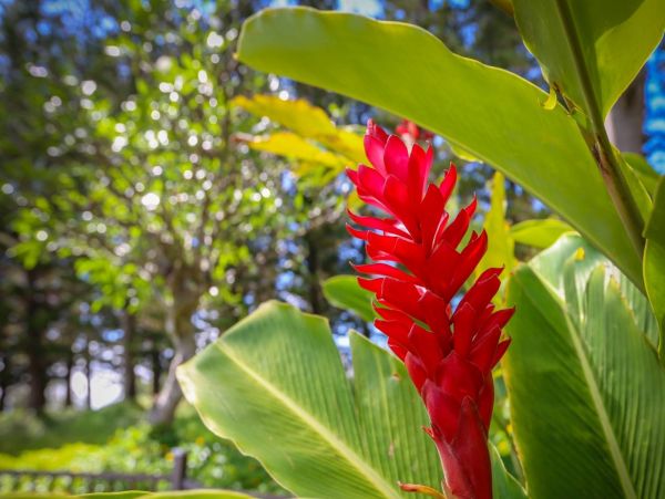 Kahana Condo 980191