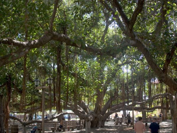 Lahaina Condo 980243