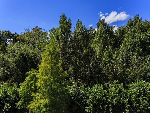 Orlando Condo 981250