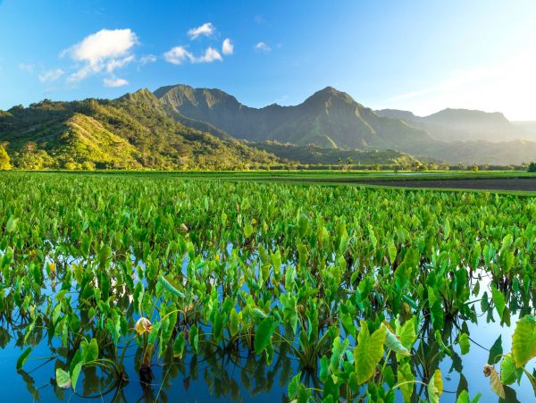 Hanalei Home 981336