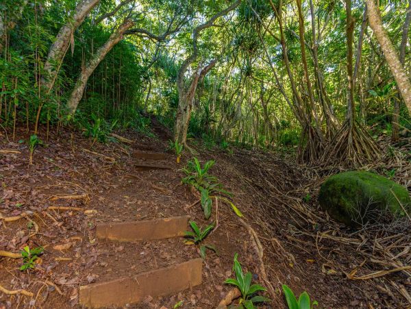 Hanalei Home 981339