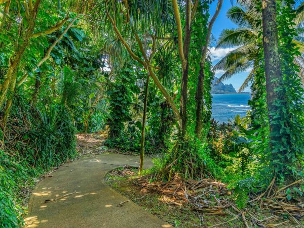 Hanalei Condo 981347