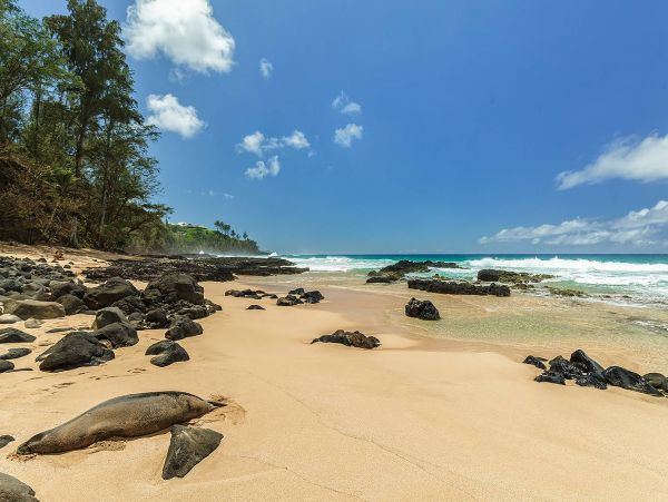Hanalei Home 981350