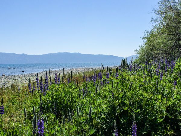 Lake Tahoe South Shore Home 981493