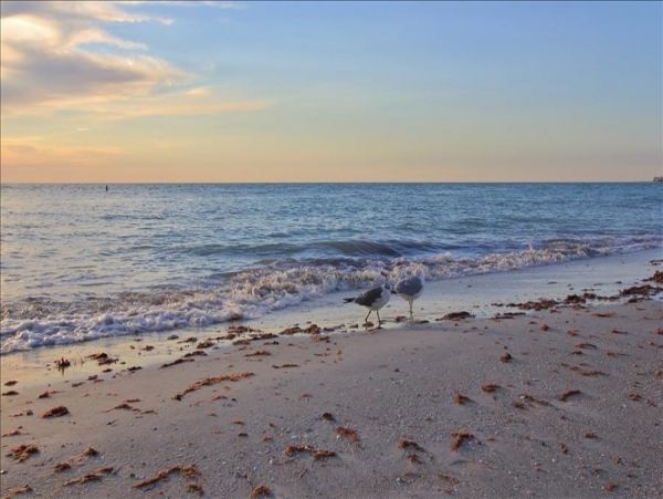 Treasure Island Condo 982503