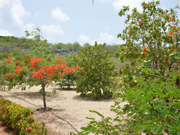 Bonaire Home 982627