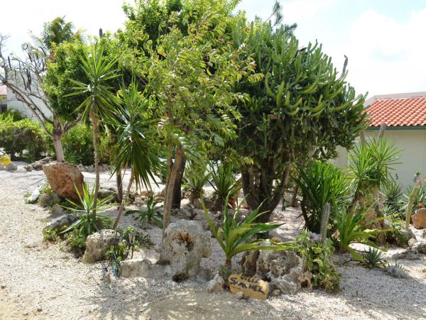Bonaire Condo 982663