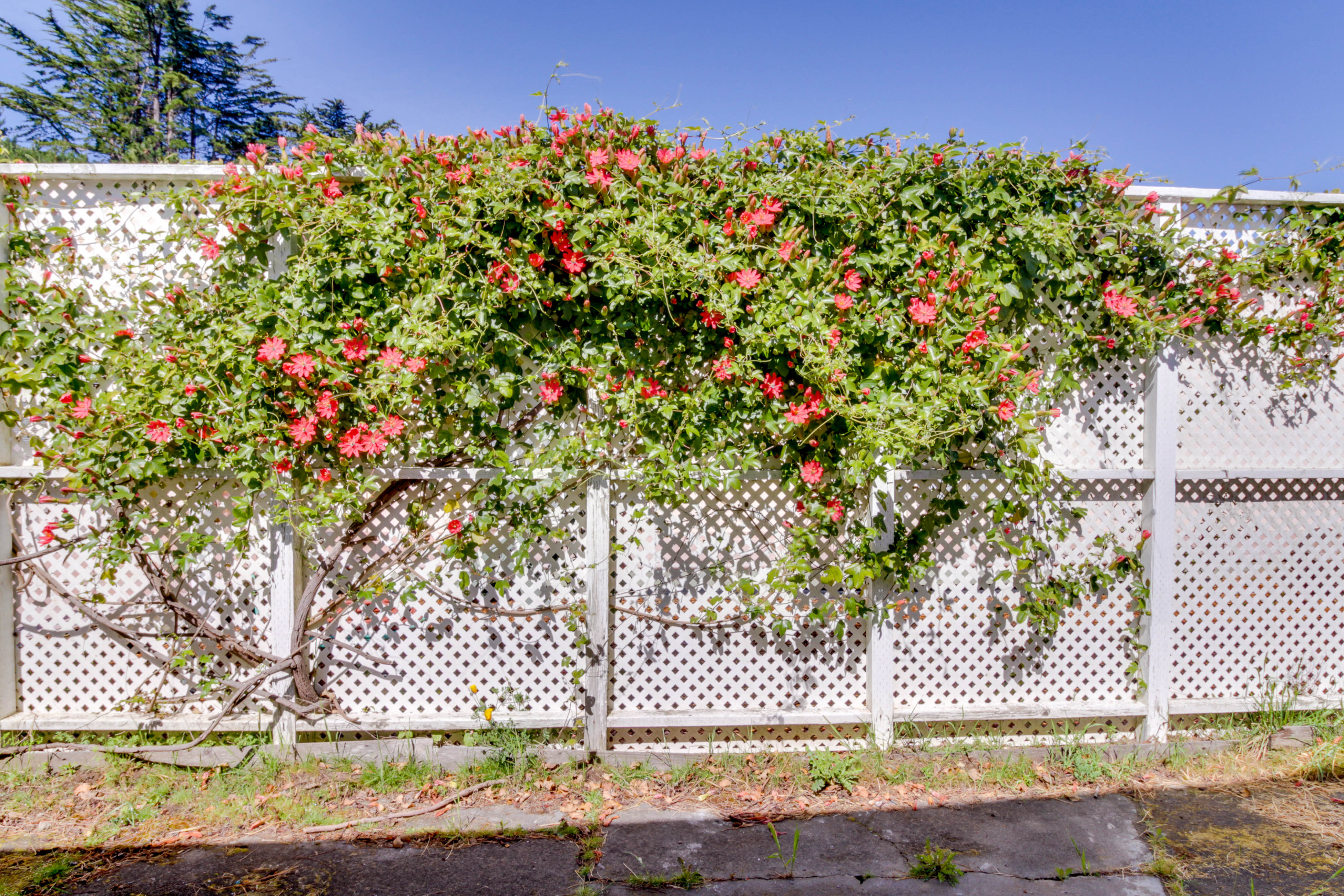 Mendocino Home 982882