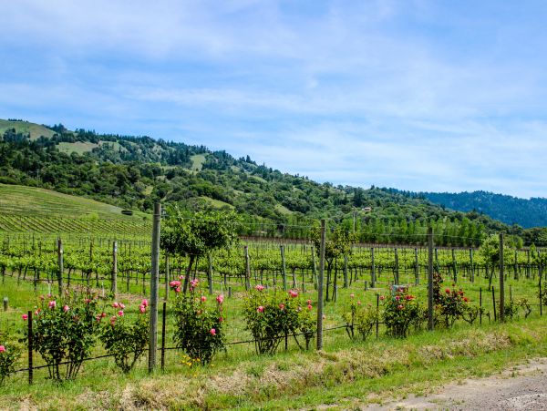 Mendocino Home 982883
