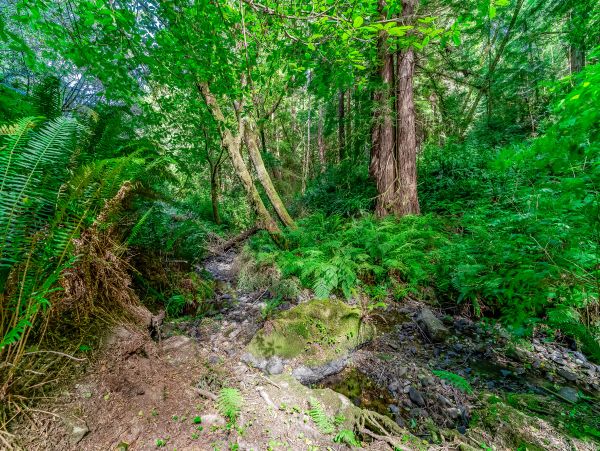 Mendocino Home 982946