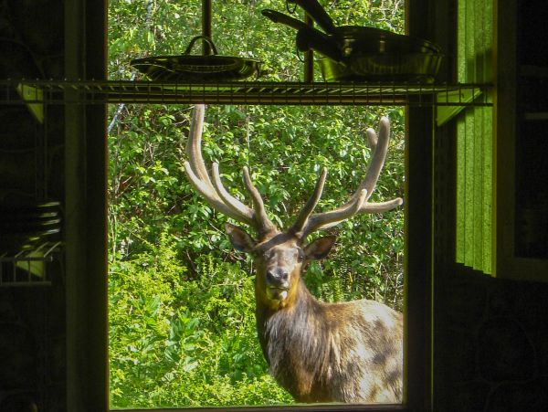 Mendocino Home 982955