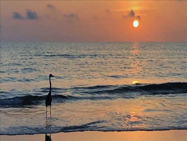 Indian Shores Ai Condo 983437